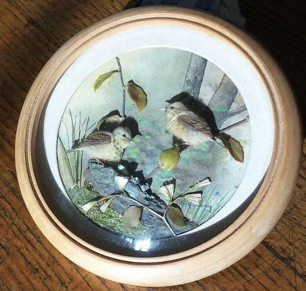 Young Mistle Thrushes (5-inch)